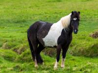 Islandpferd schwarzweiß gefleckt